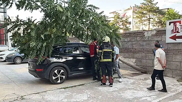 Kökü duvarın altında olan ağaç aracın üzerine devrildi