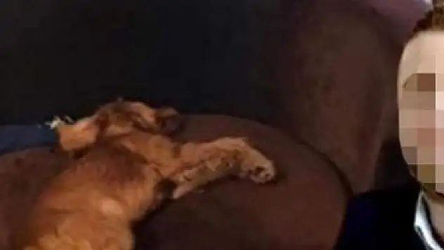 KOMŞUSUNUN KÖPEĞİNİ TECAVÜZ EDEREK ÖLDÜREN ZANLI TUTUKLANDI