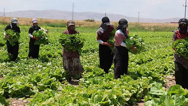 Konya'da marul bolluğu fiyatları düşürdü