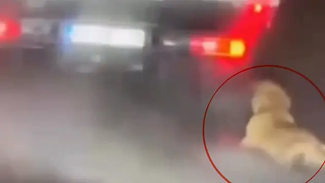 Köpeği kamyonetin arkasında sürükleyen şahıs gözaltına alındı