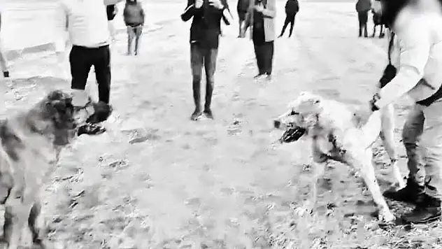 KÖPEK DÖVÜŞTÜREN 8 ŞAHIS GÖZALTINA ALINDI