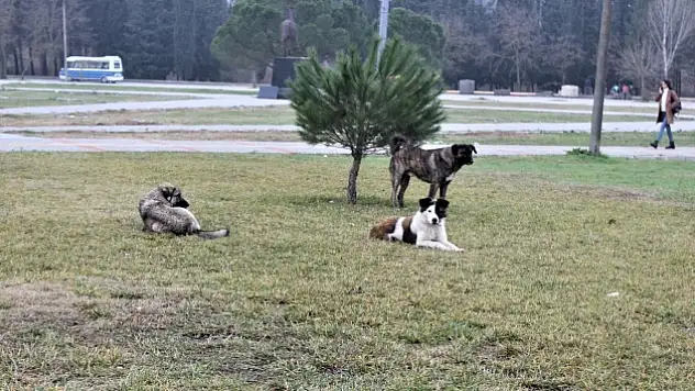 Köpek ısırıklarının yüzde 75'i sahipli köpekler tarafından gerçekleştiriliyor.