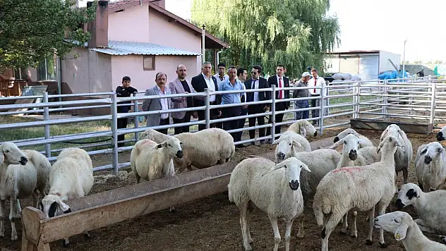 KTB Başkanı Bağlamış, 'YERLİ KURBAN ALIN'