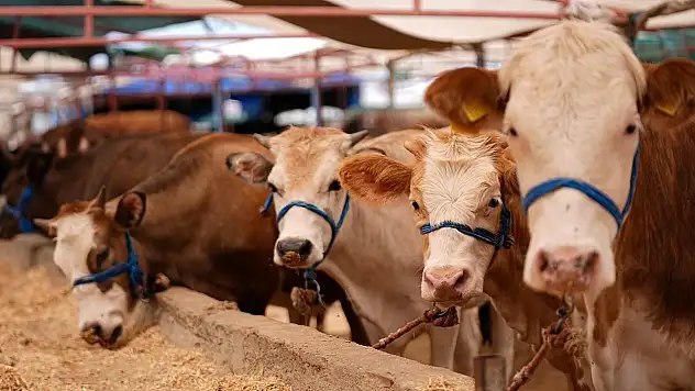 Kurban Bayramı'nda kurallara uymayana ağır ceza