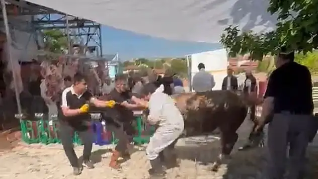 Kütahya'da kaçmaya çalışan kurbanlık kesim görevlisini savurdu