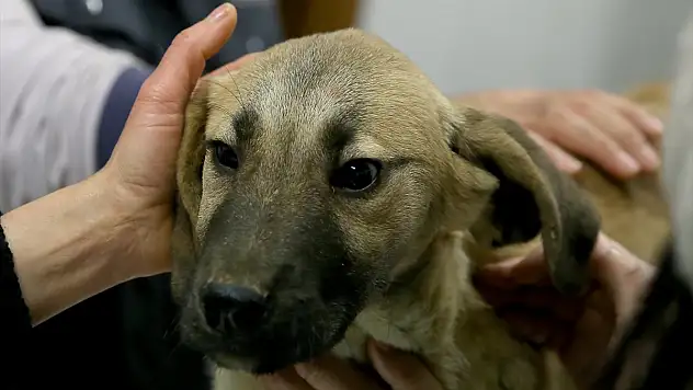 'Kuyu' köpeğin hikayesi film oluyor