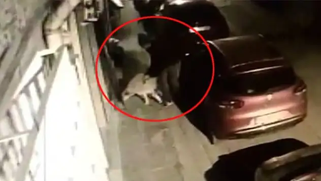 Mahalleli, Köpeğe Tecavüz Eden Sapığı Tekme Tokat Dövdü!