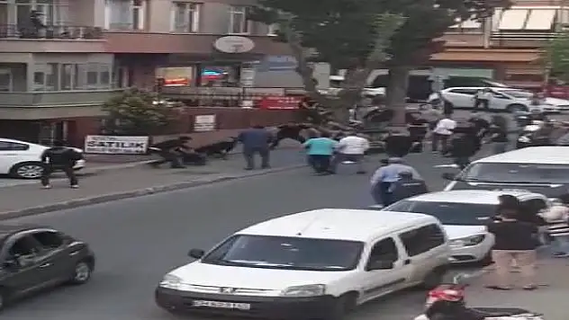 Maltepe'de Köpek Dehşeti: 3 Kişi Yaralandı