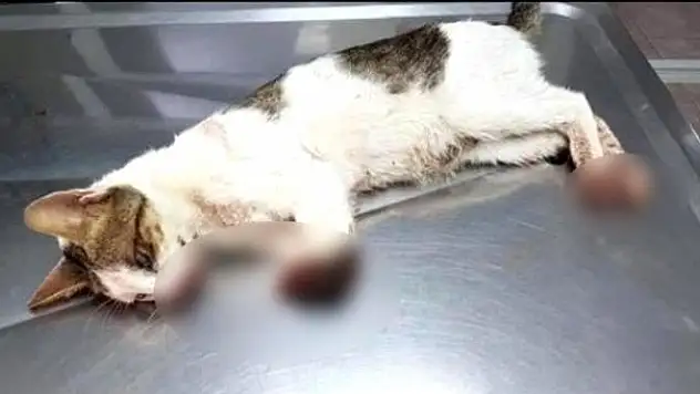 Marmaris'te 2 bacağı kesilmiş bulunan kedi tedavi altına alındı