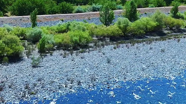Martılar, Murat Nehri'nde görsel şölen oluşturdu