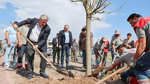 Melikgazi Belediyesi İldem'de dut ağaçlarını toprakla buluşturdu