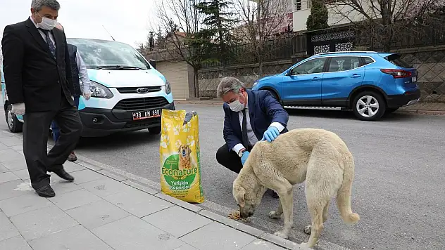 MELİKGAZİ BELEDİYESİ, SOKAK HAYVANLARINI UNUTMADI