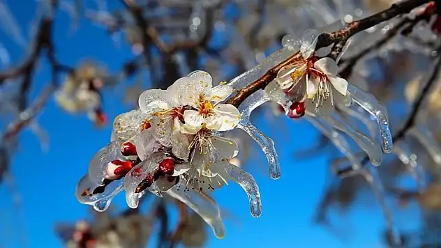 Meteoroloji'den Kayseri'ye zirai don uyarısı