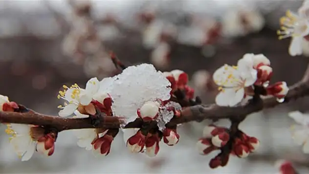 Meteoroloji duyurdu: Kayseri'ye zirai don uyarısı
