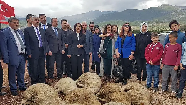 MHP Melikgazi teşkilatı Zeytin Dalı Zaferi için 11 kurban kesti