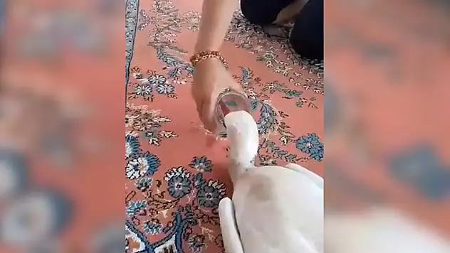 Nevşehirli vatandaş yaralı leyleğe sahip çıktı