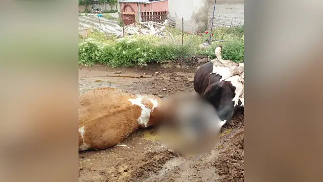 Niğde'de yıldırım düşmesi sonucu iki inek telef oldu