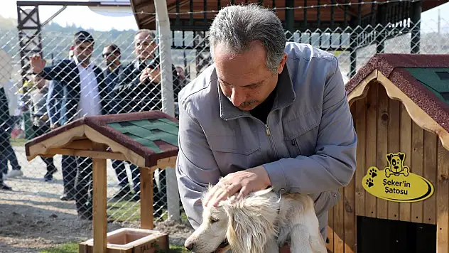 PATİ KÖY SOKAK KÖPEKLERİNE UMUT OLACAK