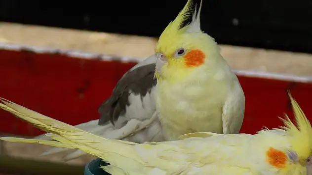 Petshoplarda papağan satışlarına ruhsat şartı