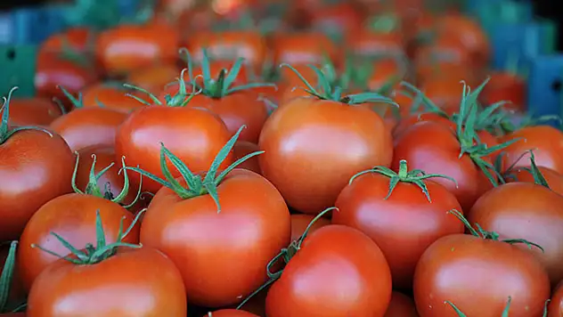 Rusya kapısını 50 bin ton Türk domatesi için açıyor