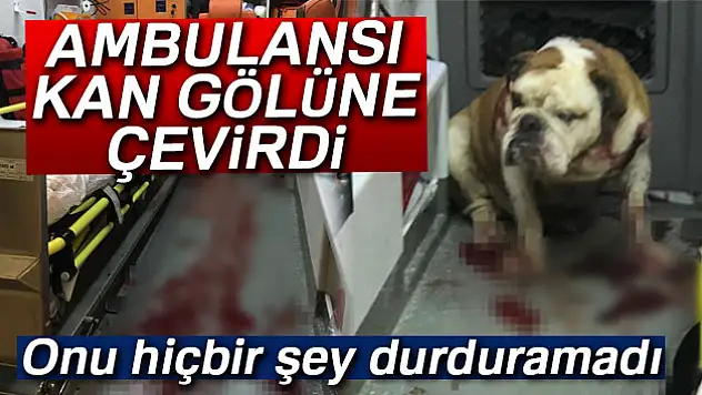 Saldırgan köpeği polisin kurşunu bile durduramadı