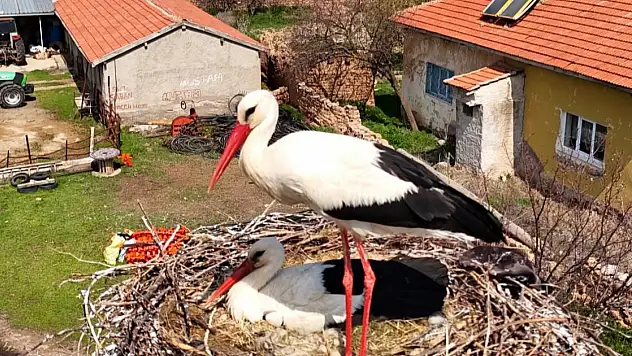 Sarıoğlan'da leylekler yuvalarına döndü