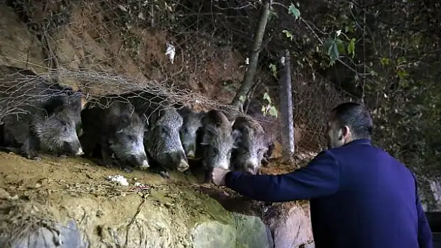 SARIYER'DE AÇ KALAN YABAN DOMUZLARI MAHALLEYE İNDİ