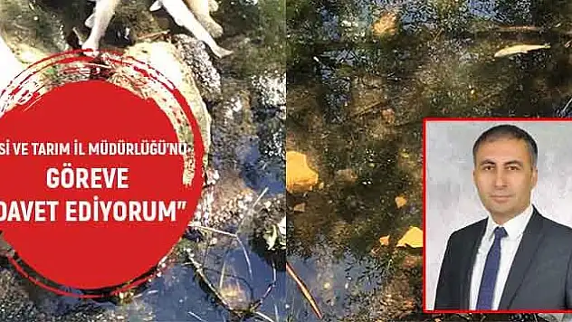 SARIZ ÇAYI'NDA TOPLU BALIK ÖLÜMLERİ YAŞANIYOR!