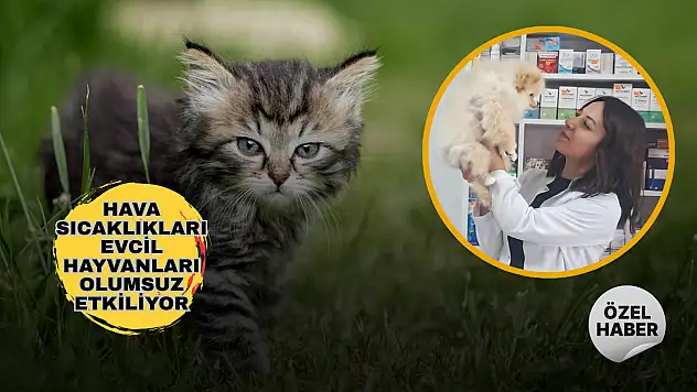 Sıcak hava en çok onları zorluyor! Evcil hayvan sahiplerine yaz uyarısı
