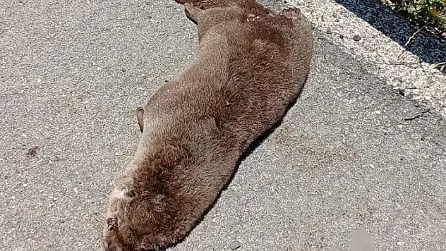 Siverek'te yol kenarında ölü su samuru bulundu