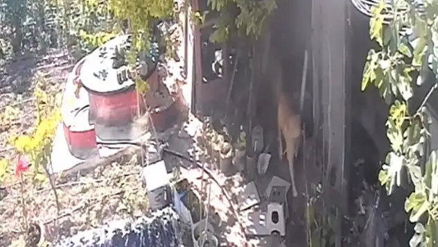 Sokak köpekleri kümese girdi, 30 tavuk telef oldu