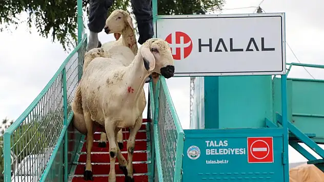 TALAS BELEDİYESİ KURBANLIK KOYUNLARI YIKAYIP DEZENFEKTE ETTİ