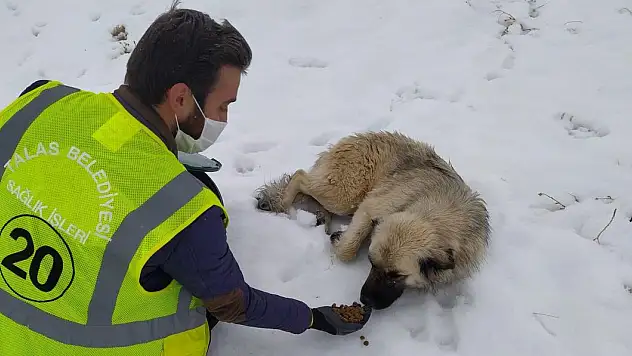 TALAS'IN SOKAK HAYVANLARI ÖZEL EKİBİ