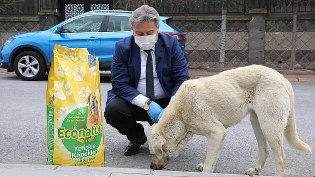 TAM KAPANMADA MELİKGAZİ'DE SOKAK HAYVANLARI UNUTULMADI
