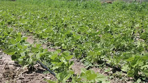 Tarımda kadın imzası: Kocasinan'daki proje Türkiye'ye örnek oluyor