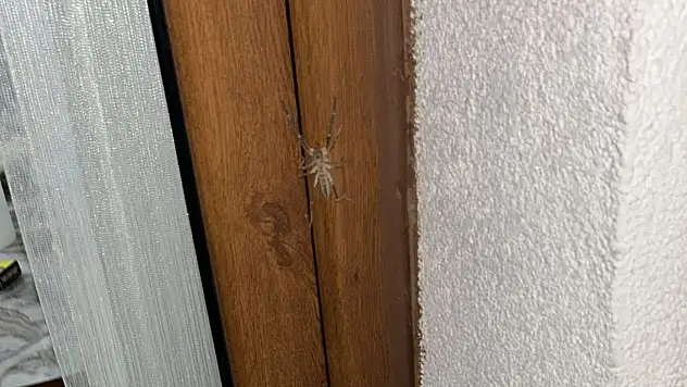 Tavlusun'da korkutan görüntü! Balkonda görülen Sarıkız panik yarattı