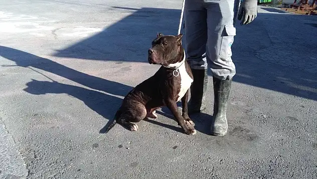 Tehlikeli köpek ırkı besleyenlere 12 bin 600 TL ceza kesildi