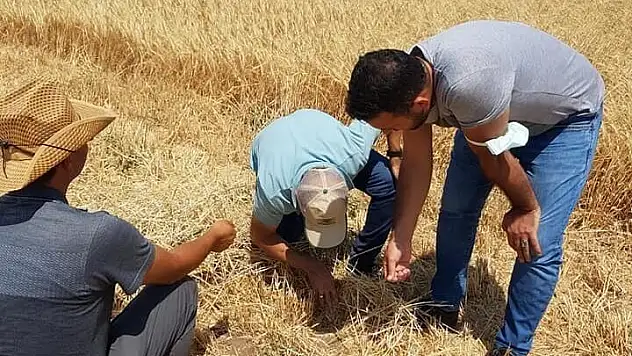 TOMARZA'DA HASAT ZAMANI KAYIP YAŞANMAMASI İÇİN ÇALIŞMALARA BAŞLANDI