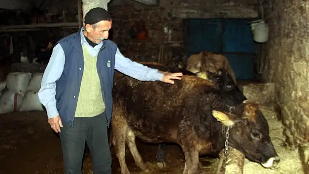 TRAFİK CEZASI GELEN İNEĞİN EHLİYETİNİ ALACAK