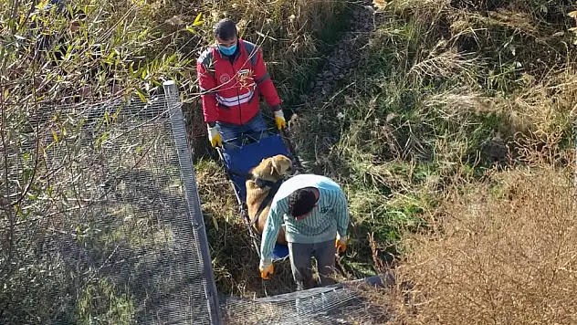 TRENİN ÇARPTIĞI KÖPEĞE, KÜÇÜK DOSTLAR AMBULANSI ANINDA MÜDAHALE ETTİ