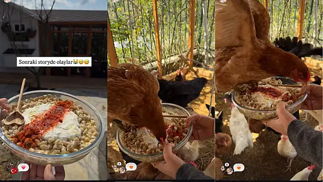 Ünlü fenomen verimli yumurta için tavuklarına Kayseri mantısı yedirdi