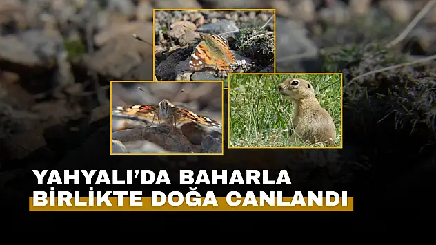 Yahyalı'da baharla birlikte doğa canlandı