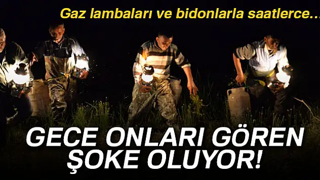 Yahyalı'nın kurbağa avcıları iş başında!