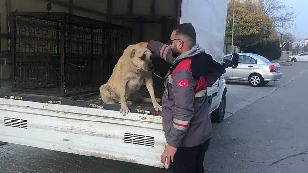 YARALI KÖPEĞİN İMDADINA İNCESU BELEDİYESİ YETİŞTİ