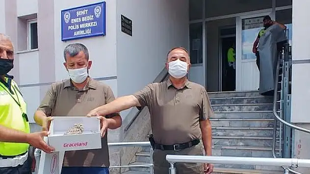 YARALI YAVRU BAYKUŞLAR TEDAVİ ALTINA ALINDI