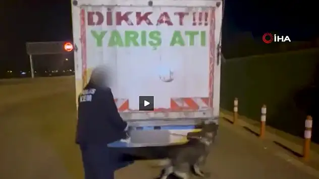 Yarış atı taşıyan aracın içinde 27 kilo esrar yakalandı