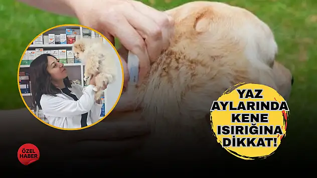 Yaz geldi, kene popülasyonu arttı: Evcil hayvanlarda ilaç uygulamasına dikkat