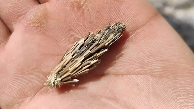 Yerde görünce çöp sandı: Dikkatli bakınca 'mantolu böcek' çıktı