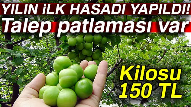 Yılın ilk erik hasadı yapıldı