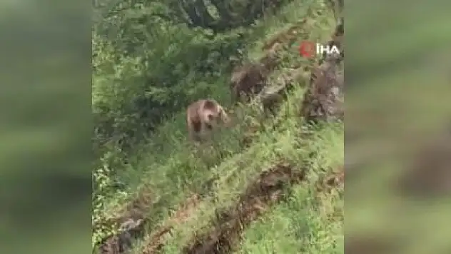 Yol kenarında beslenen ayı kameraya yansıdı: Vatandaş büyük heyecan yaşadı